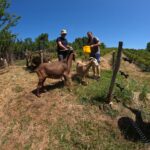 Press Trip Valea Almăjului - O experiență autentică în Banatul Montan